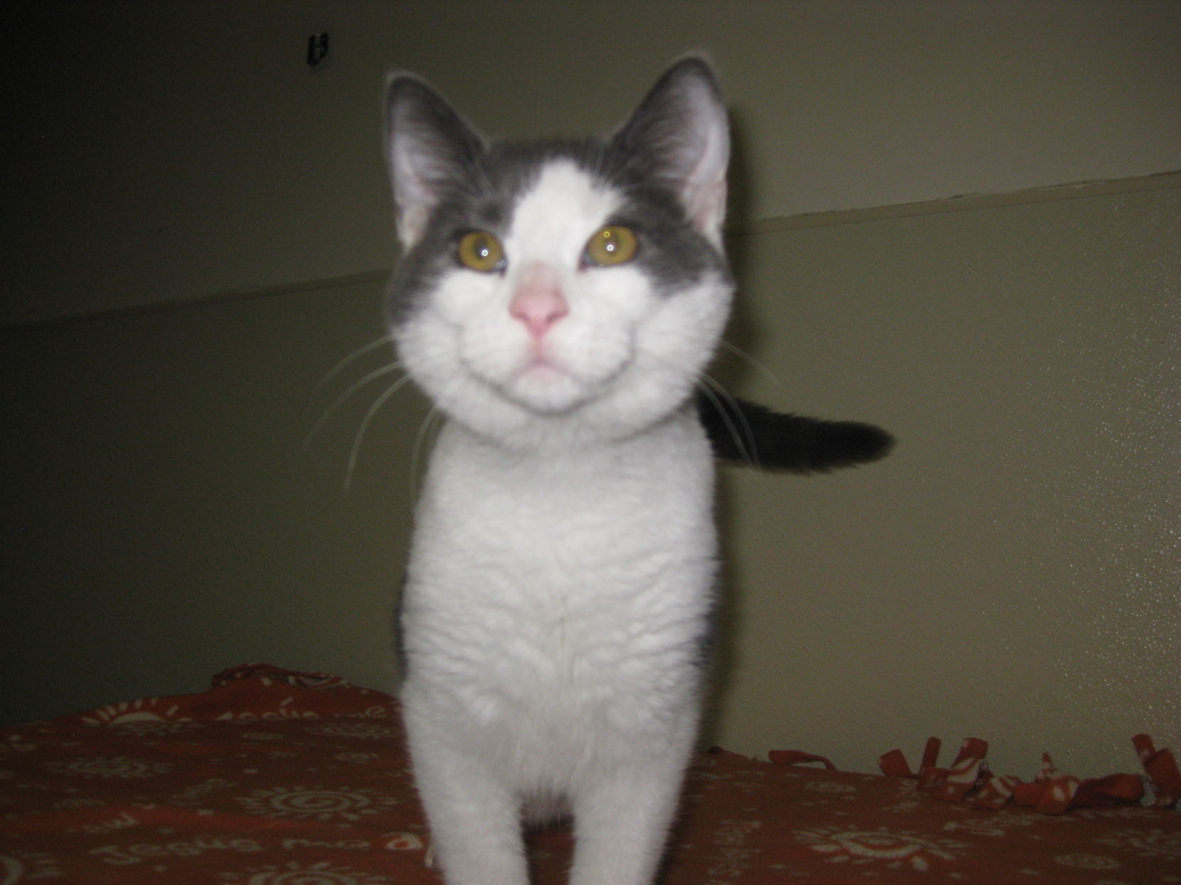Polie